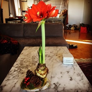 Amaryllis blooming
